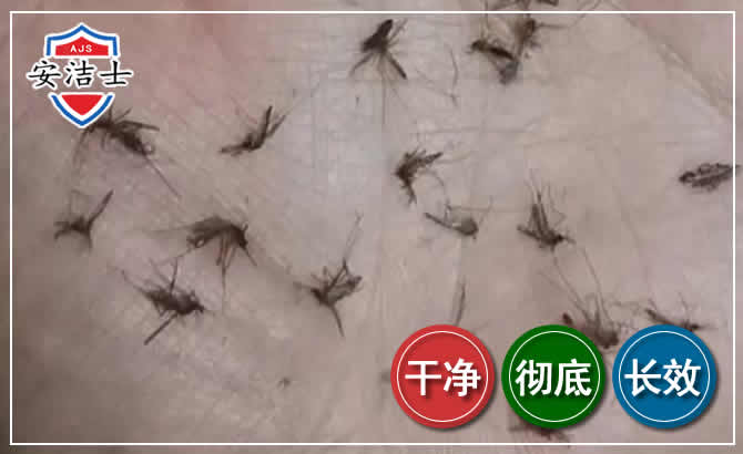 上海蚊子防治-灭蚊