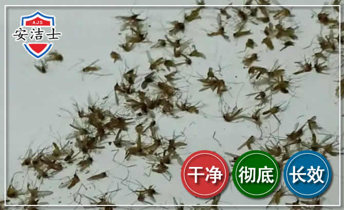 上海苍蝇防治-灭蝇