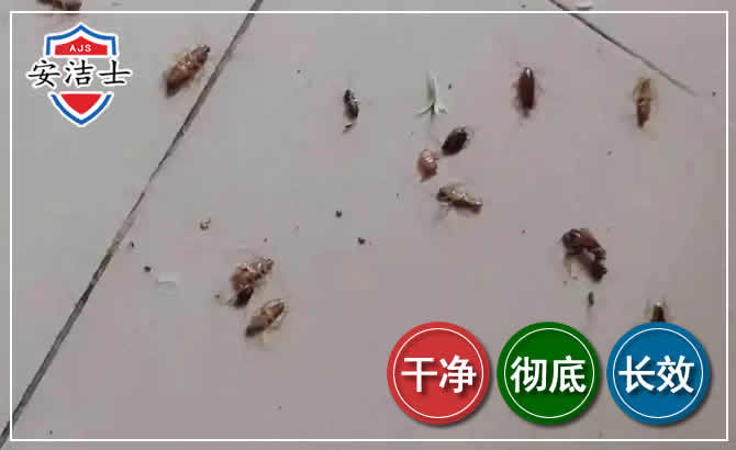 上海蟑螂防治-灭蟑螂
