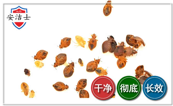 上海臭虫防治-消灭臭虫